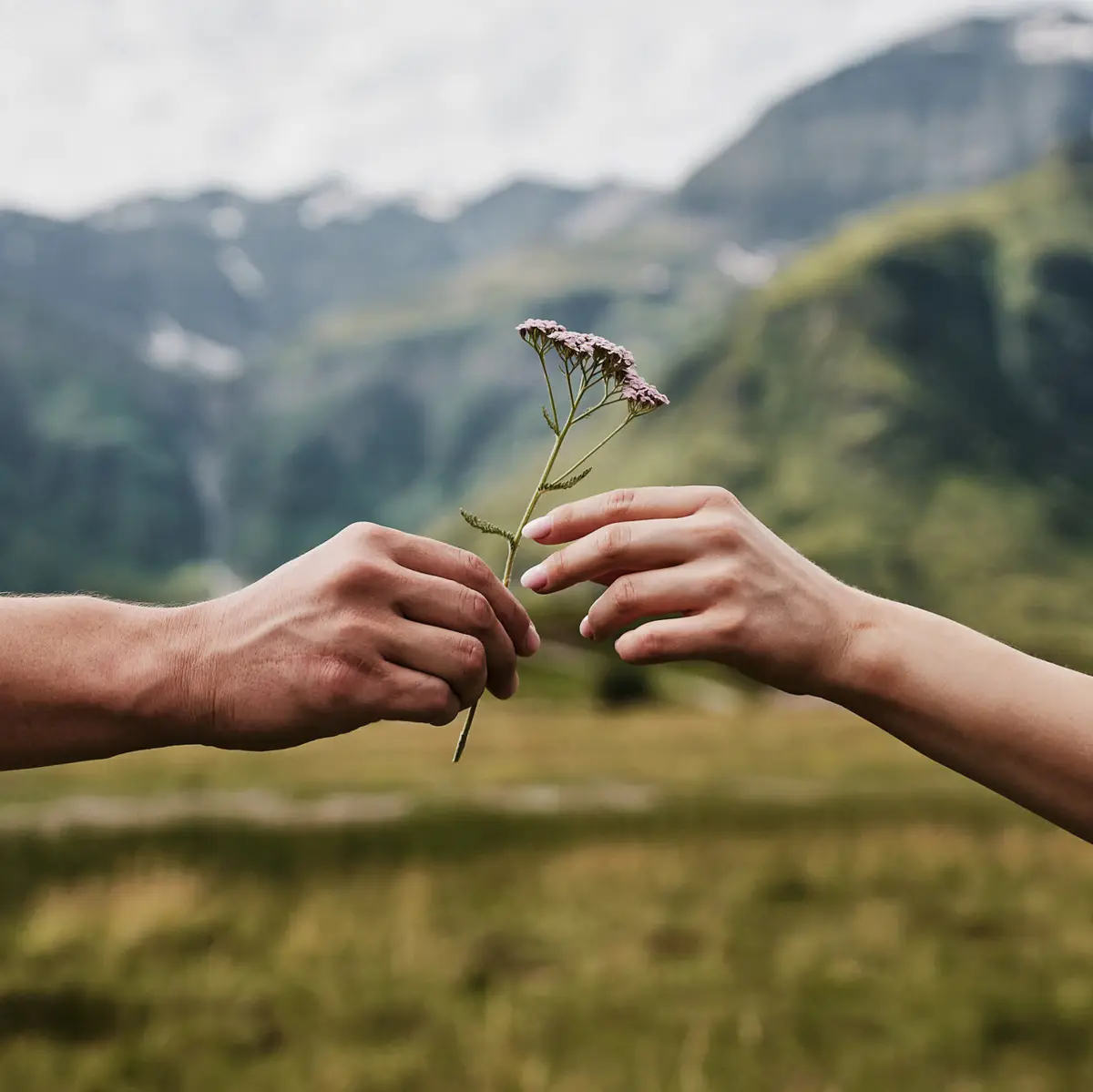 Natur Bad Gastein Eine Hand reicht einer anderen eine Blume und Berge sind im Hintergrund zu sehen.