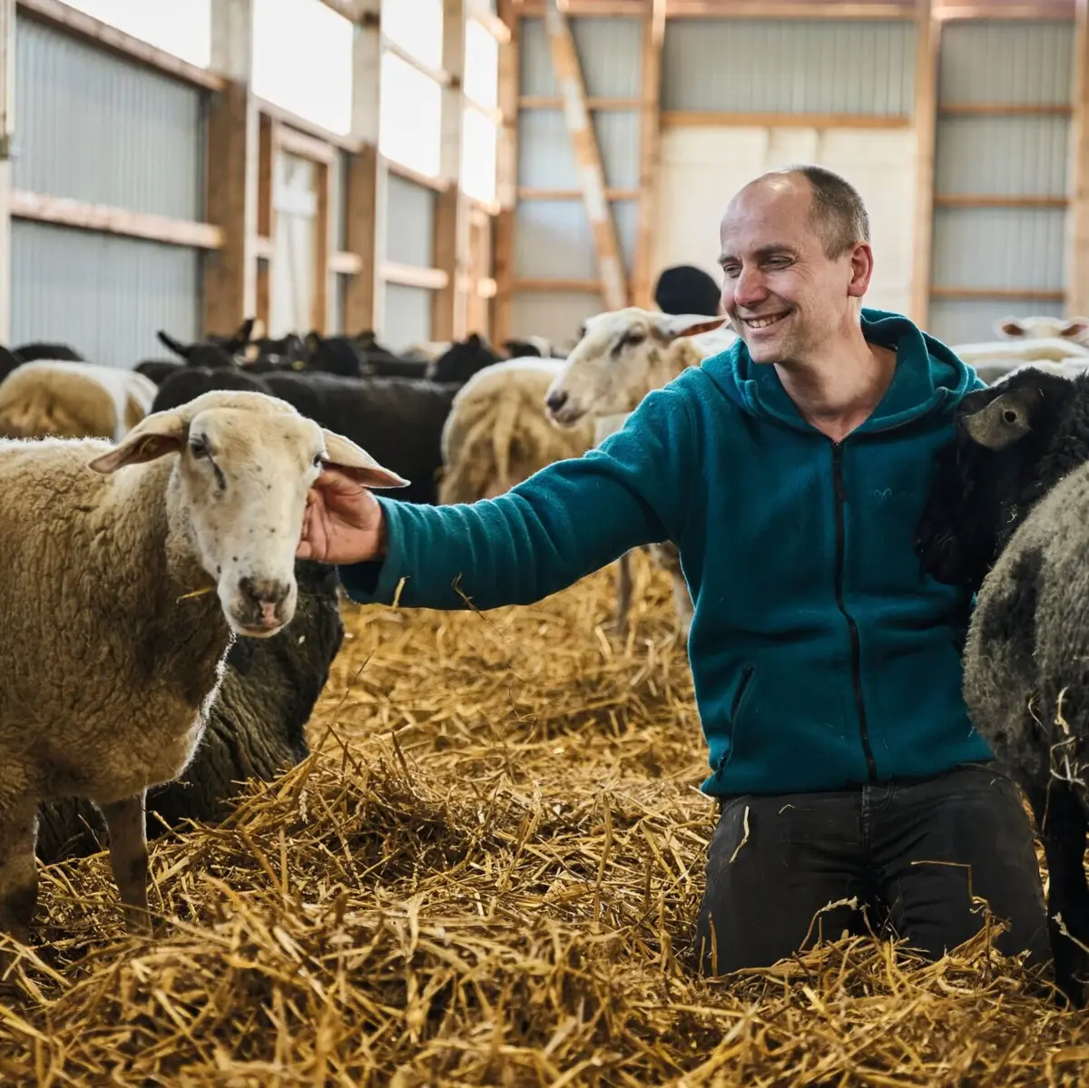 Schafe Friesische Schafskäserei Ein Mann kniet zwischen Schafen im Stroh und lächelt in einem Stall.