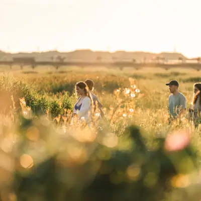 Angebote Vier Personen laufen an einem sommerlichen Tag über ein Feld das von der untergehenden Sonne in warme Farben getaucht ist.