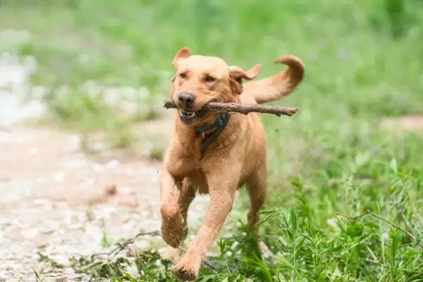 Hund mit Stock Ein Hund läuft über eine grüne Wiese und hält einen Stock im Maul.