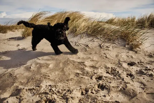 Hund St. Peter-Ording Ein schwarzer Pudel tobt am Strand in den Dünen.