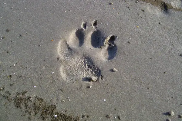 Wattwanderung Hund Ein Abdruck einer Hundepfote im Watt.